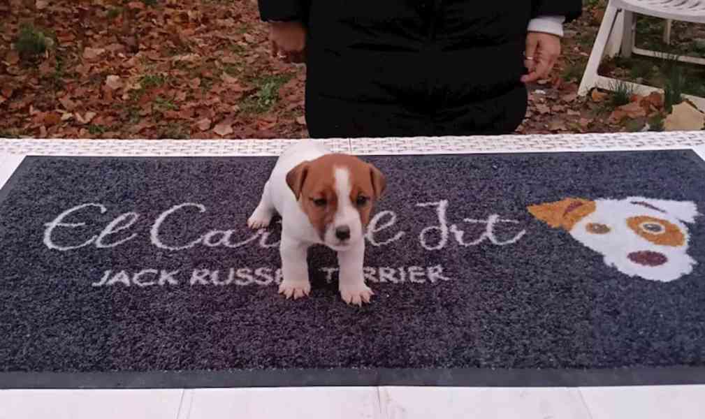 Hravé štěně Jack Russell teriéra, samec a samice - foto 3