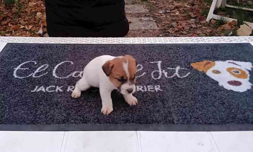 Hravé štěně Jack Russell teriéra, samec a samice - foto 2
