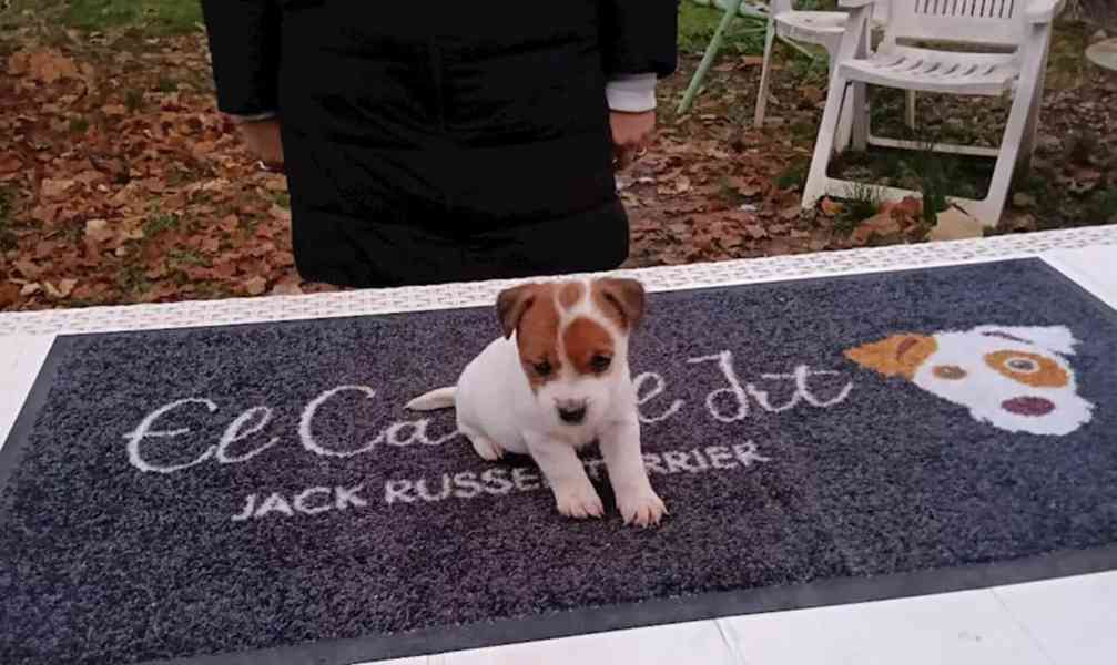 Hravé štěně Jack Russell teriéra, samec a samice - foto 4