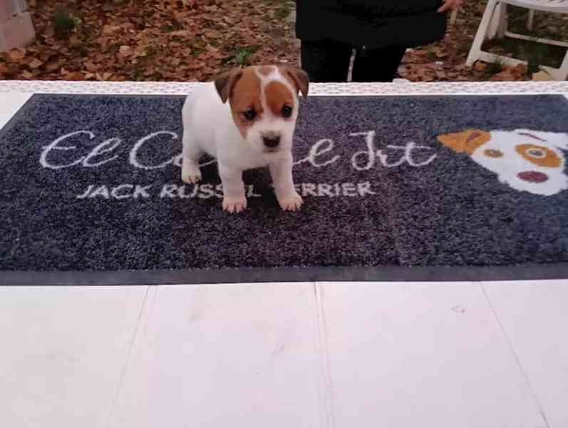 Hravé štěně Jack Russell teriéra, samec a samice - foto 5