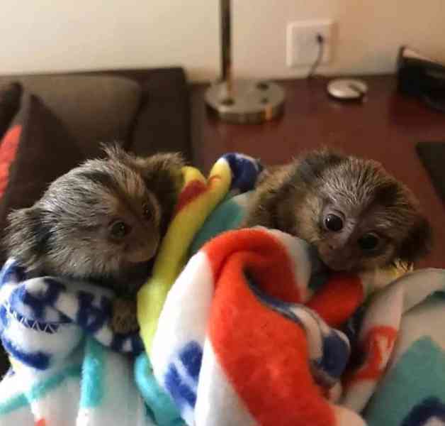 Hravý párek kosmanů k adopci - foto 5