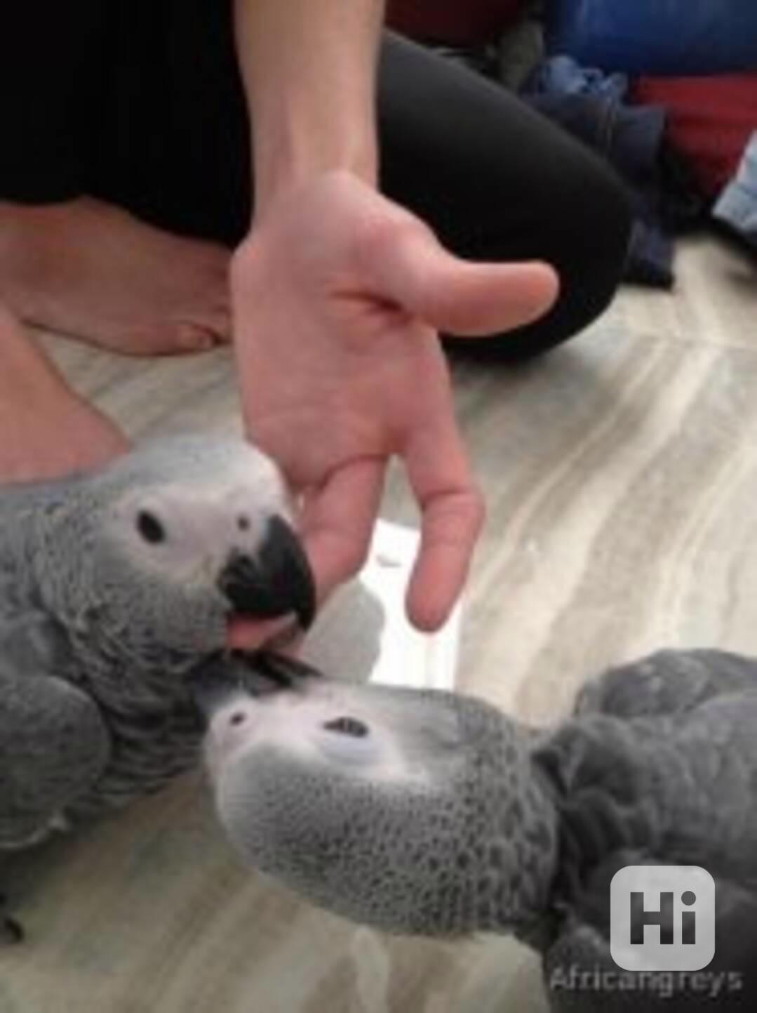 Krásní ručně chovaní afričtí šedí papoušci - foto 1