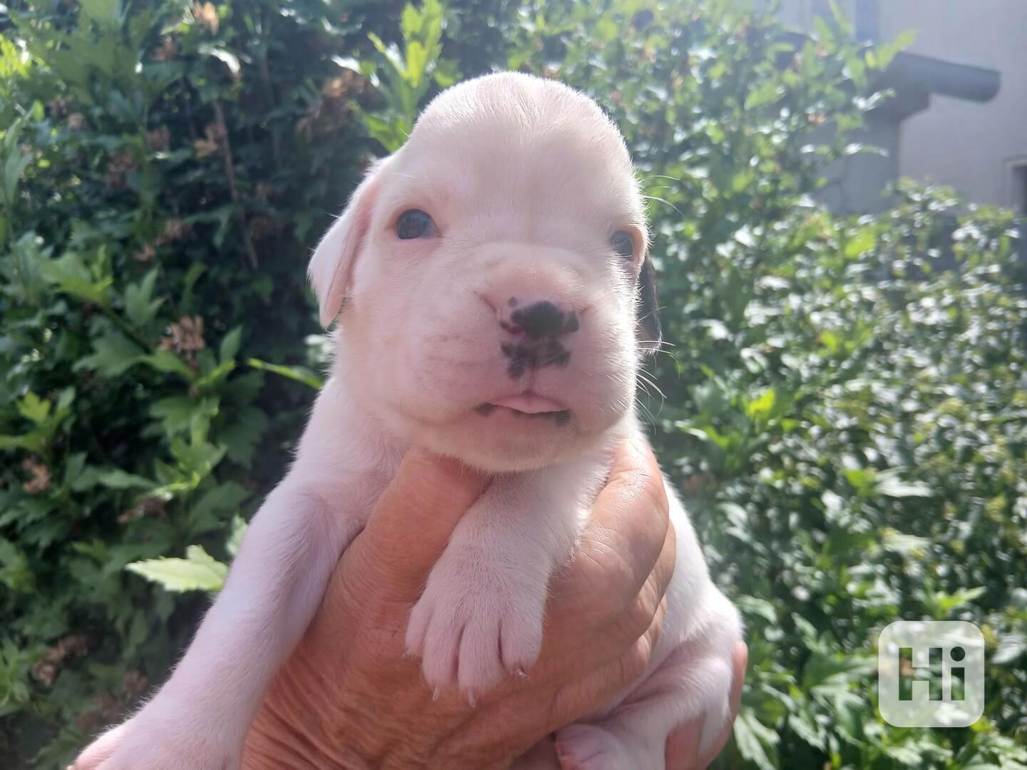 NĚMECKÝ BOXER  štěňata  - foto 1