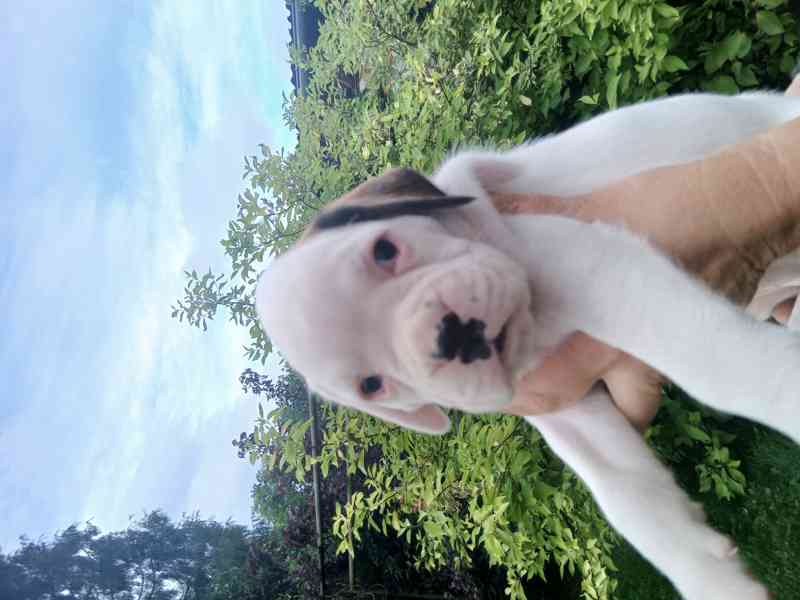 NĚMECKÝ BOXER  štěňata  - foto 6