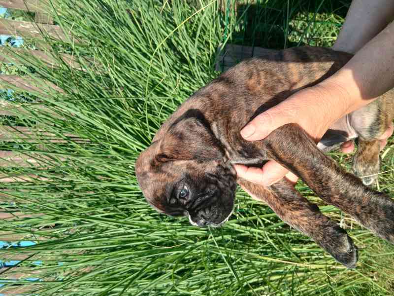 NĚMECKÝ BOXER  štěňata  - foto 4