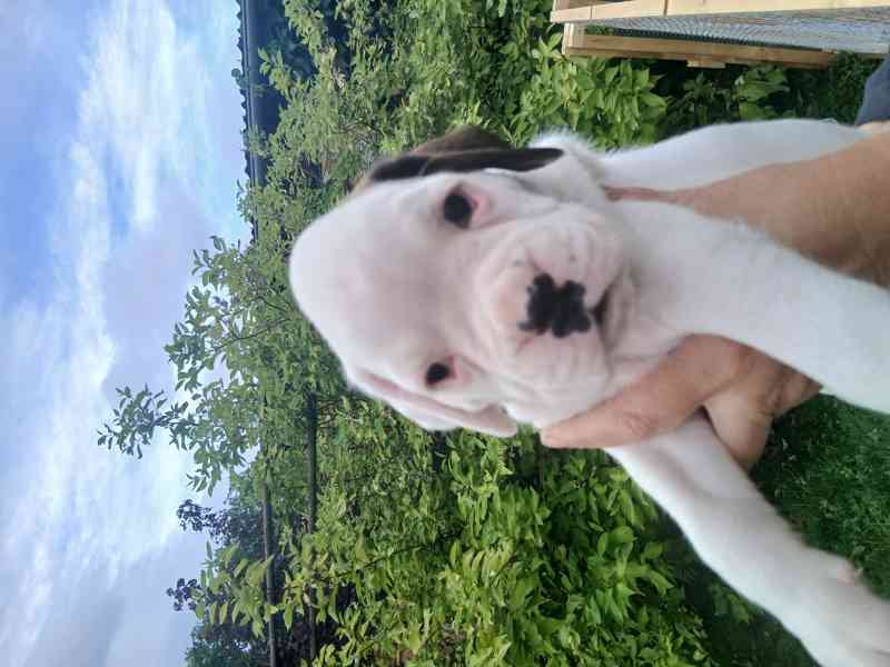 NĚMECKÝ BOXER  štěňata  - foto 5