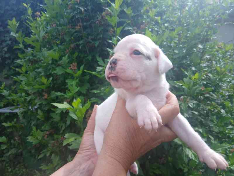 NĚMECKÝ BOXER  štěňata  - foto 2