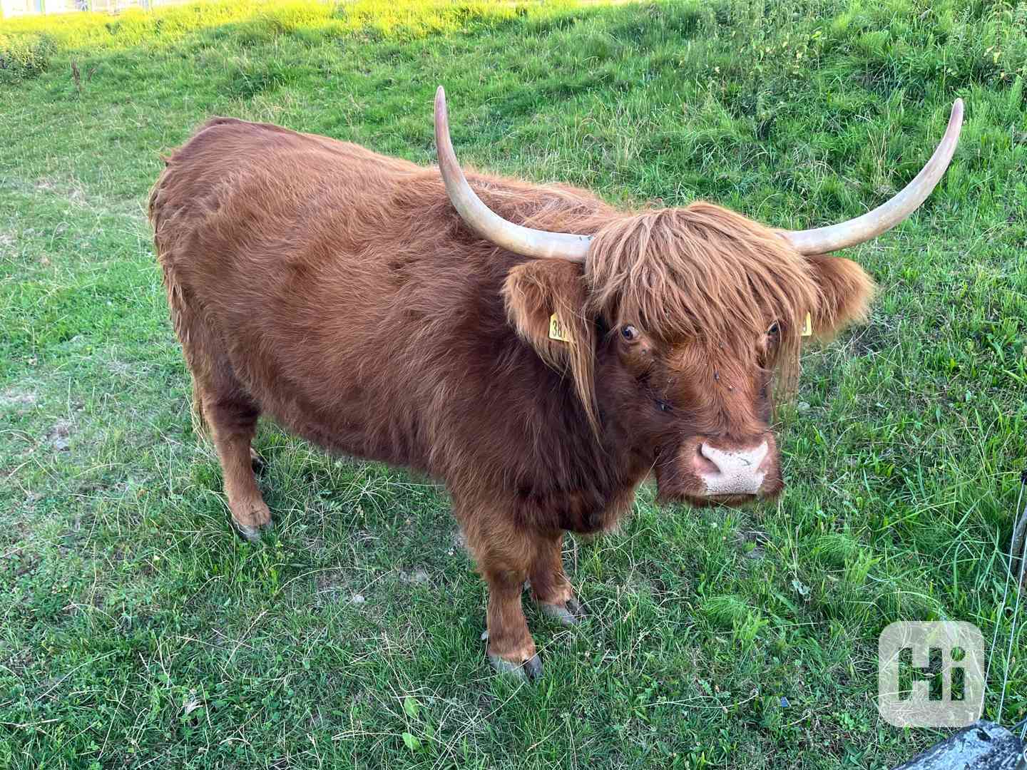 Čistokrevné jalovičky Highland - foto 1