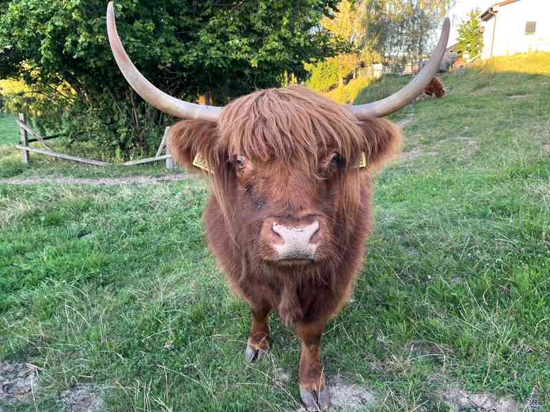 Čistokrevné jalovičky Highland - foto 2