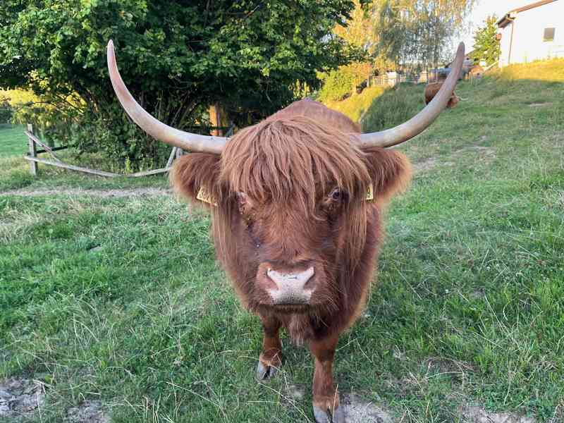 Čistokrevné jalovičky Highland - foto 3