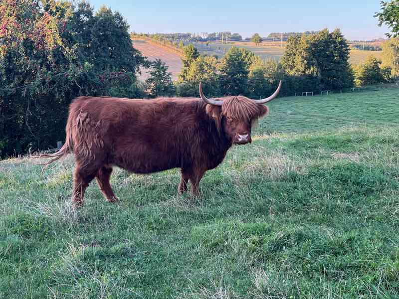 Čistokrevné jalovičky Highland - foto 4