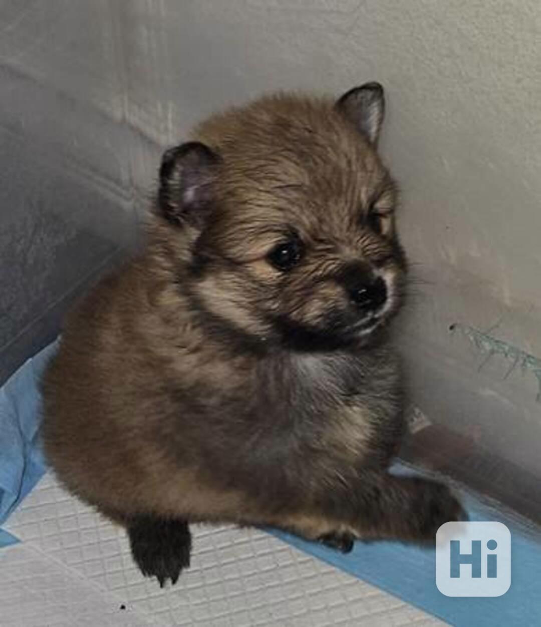 Přemístění hravých pomeranianských štěňat. - foto 1