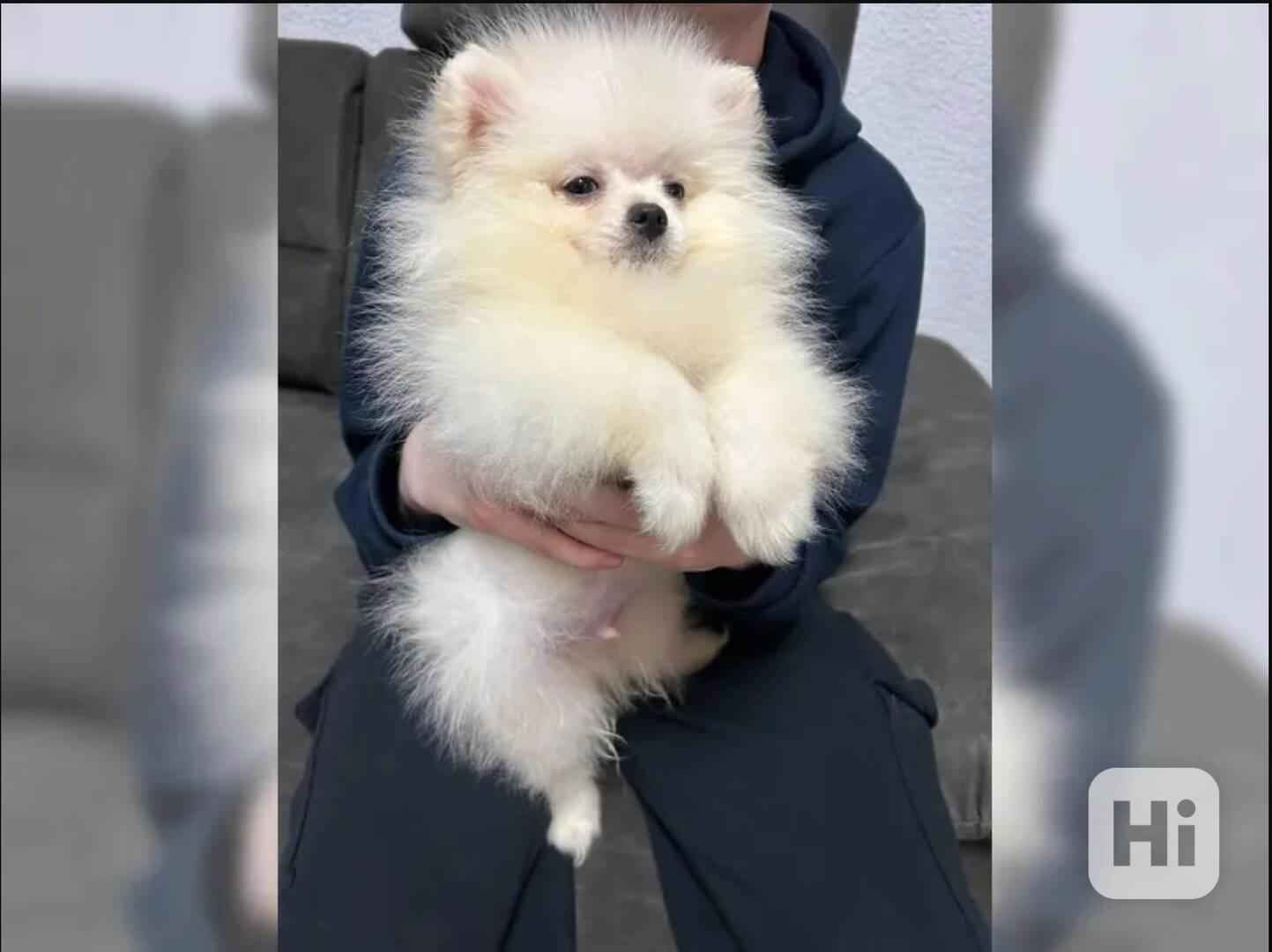 Pomeranian~ trpasličí špic~! - foto 1