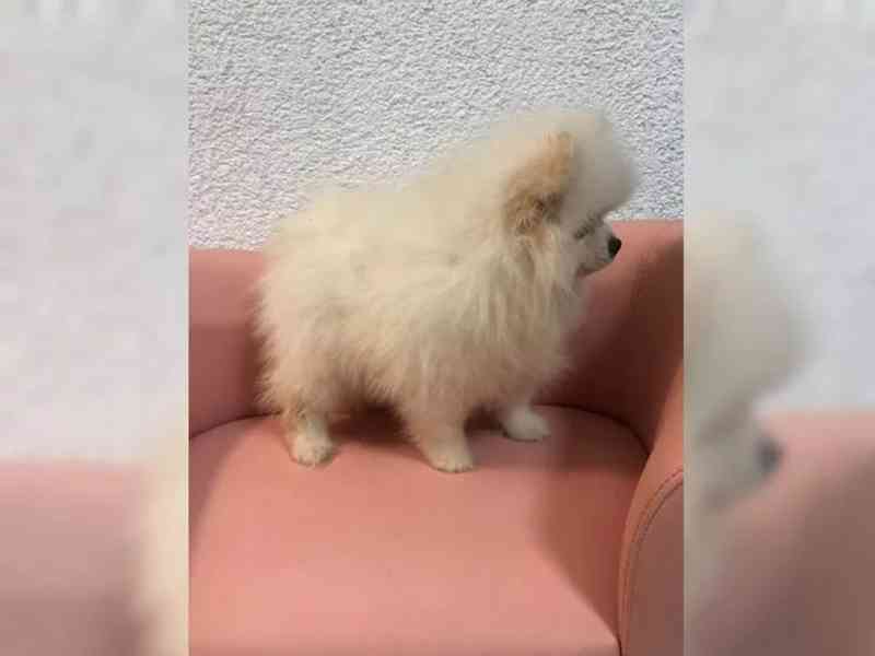 Pomeranian~ trpasličí špic~! - foto 3