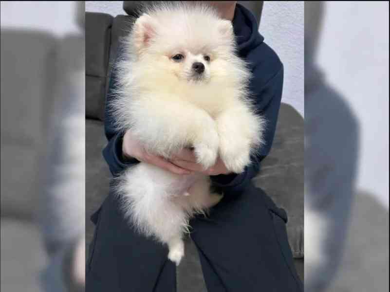 Pomeranian~ trpasličí špic~! - foto 1