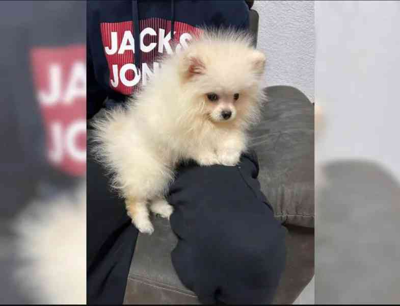 Pomeranian~ trpasličí špic~! - foto 2