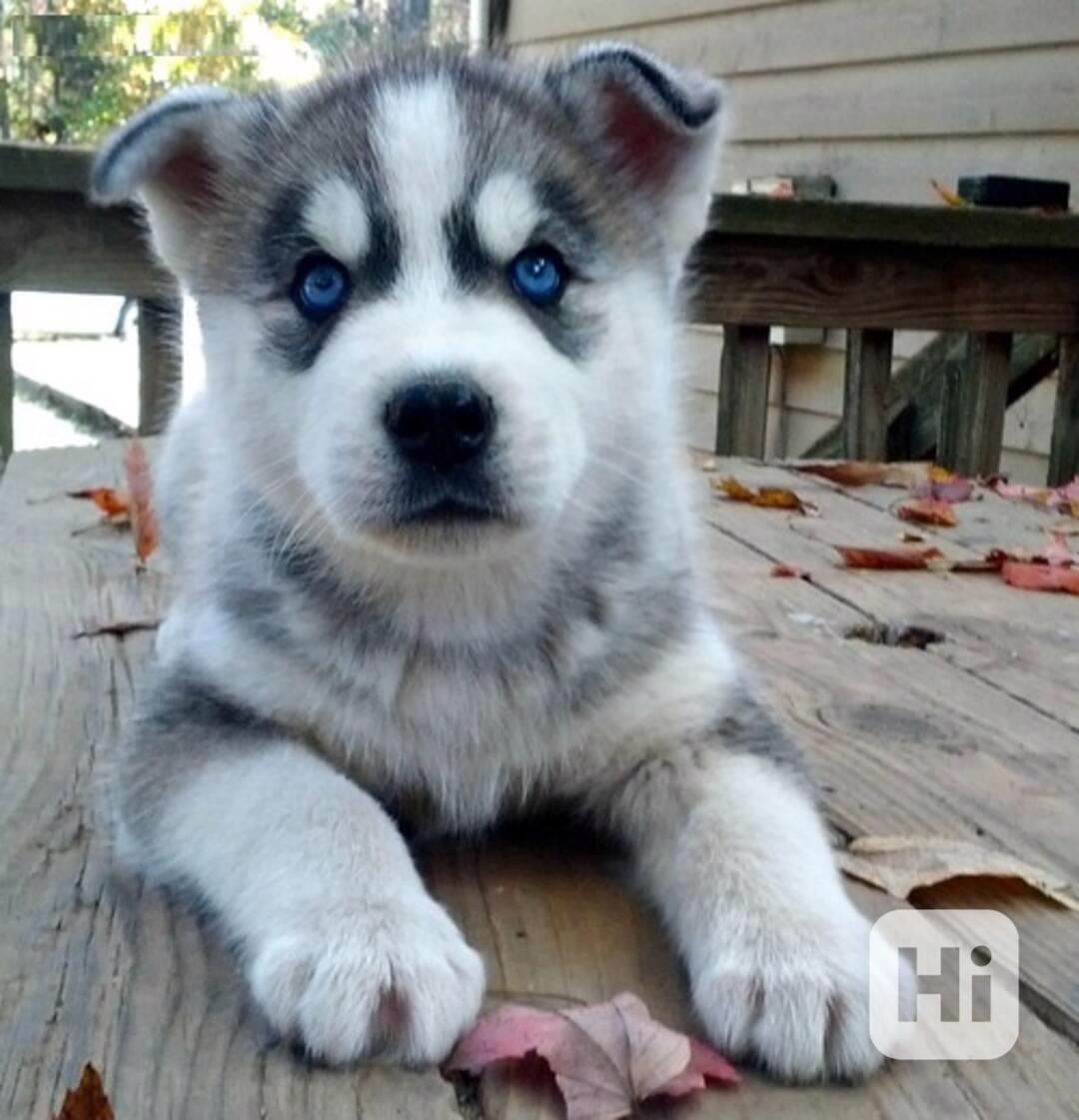štěňata sibiřského huskyho k adopci - foto 1