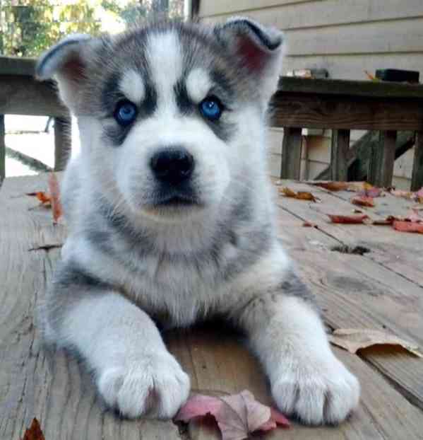 štěňata sibiřského huskyho k adopci