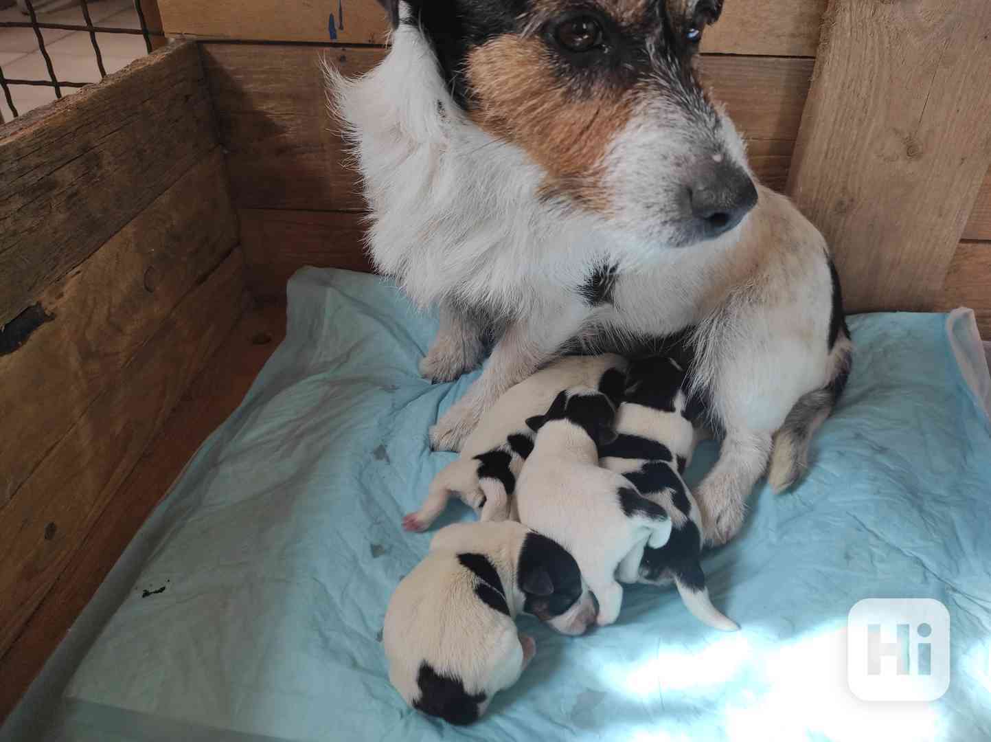 Štěňátka JRT s PP - foto 1