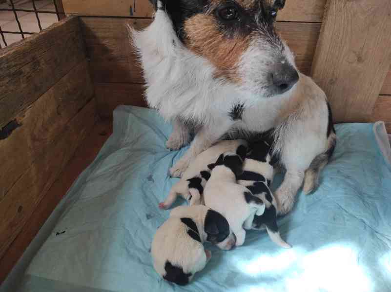 Štěňátka JRT s PP - foto 1