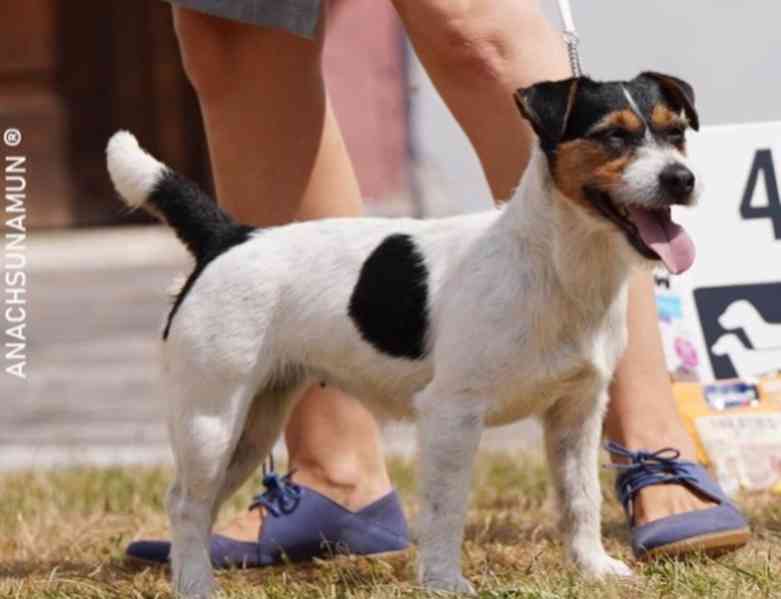 Štěňátka JRT s PP - foto 3