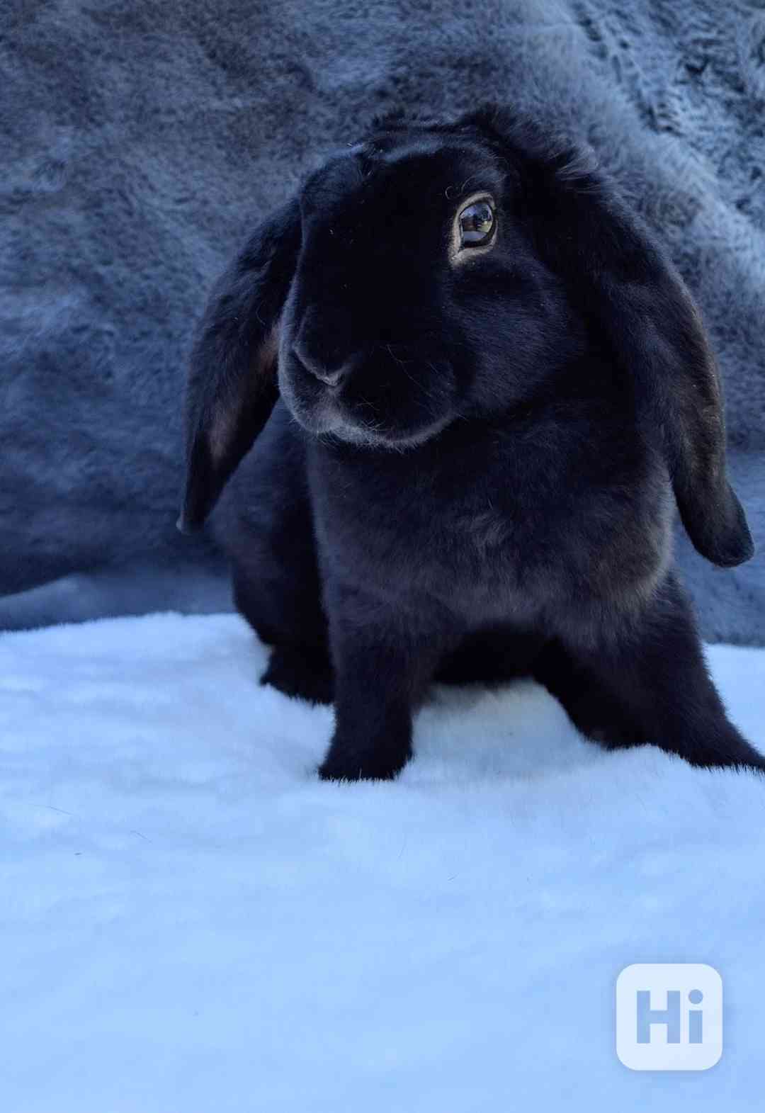 Zakrslý králíček beránek - foto 1