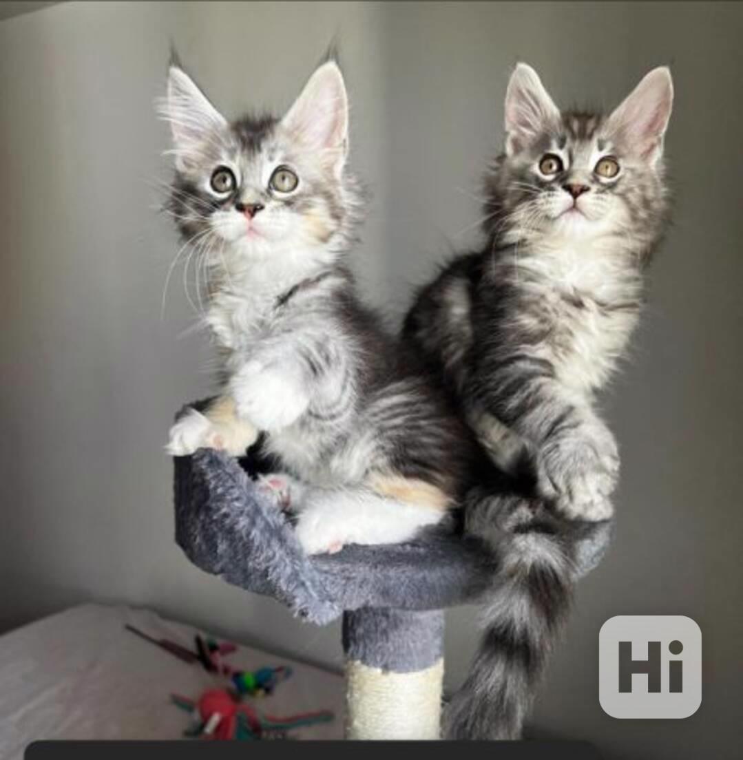Zdravá koťata Maine Coon hledají nový domov - foto 1