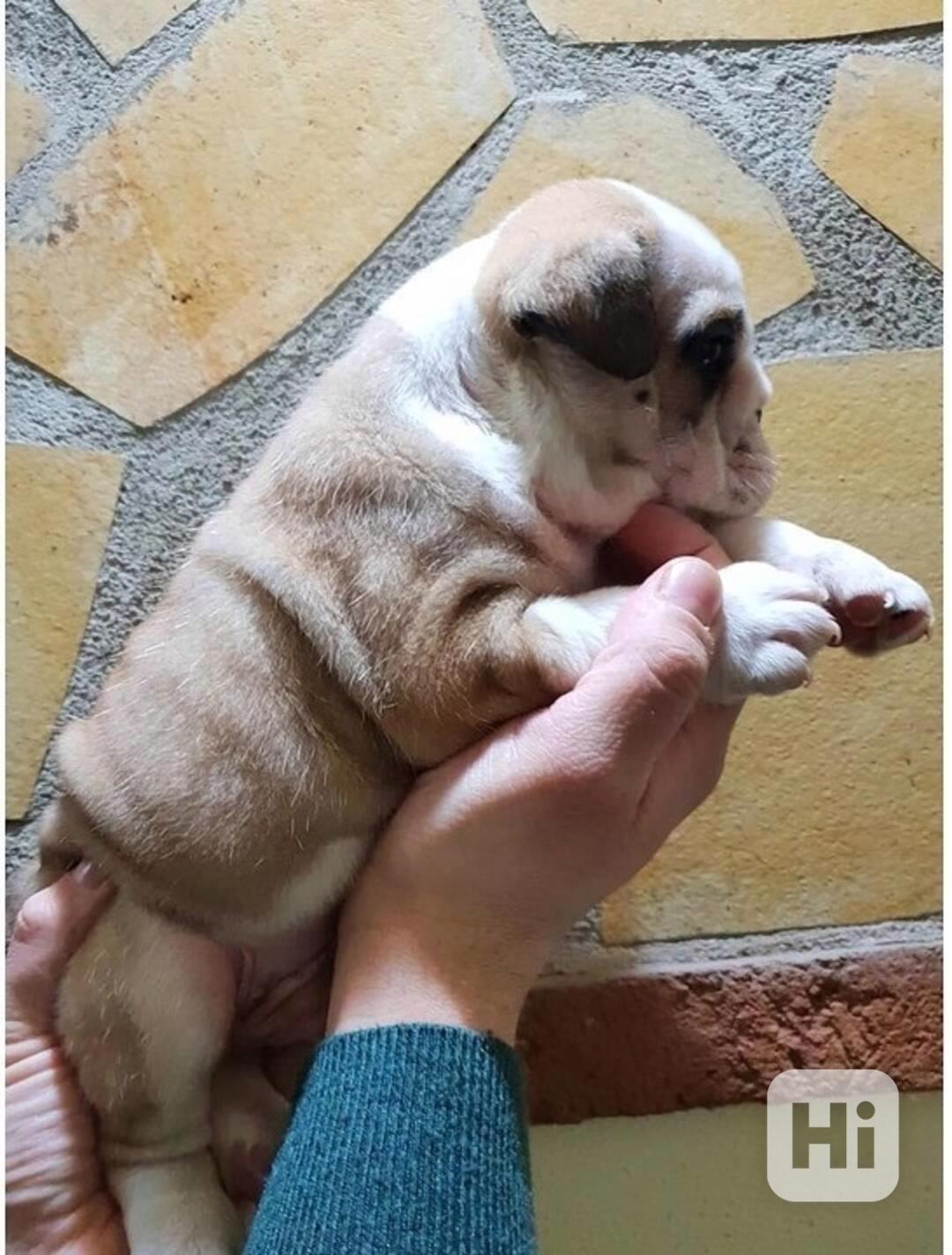  štěňata anglického buldoka - foto 1