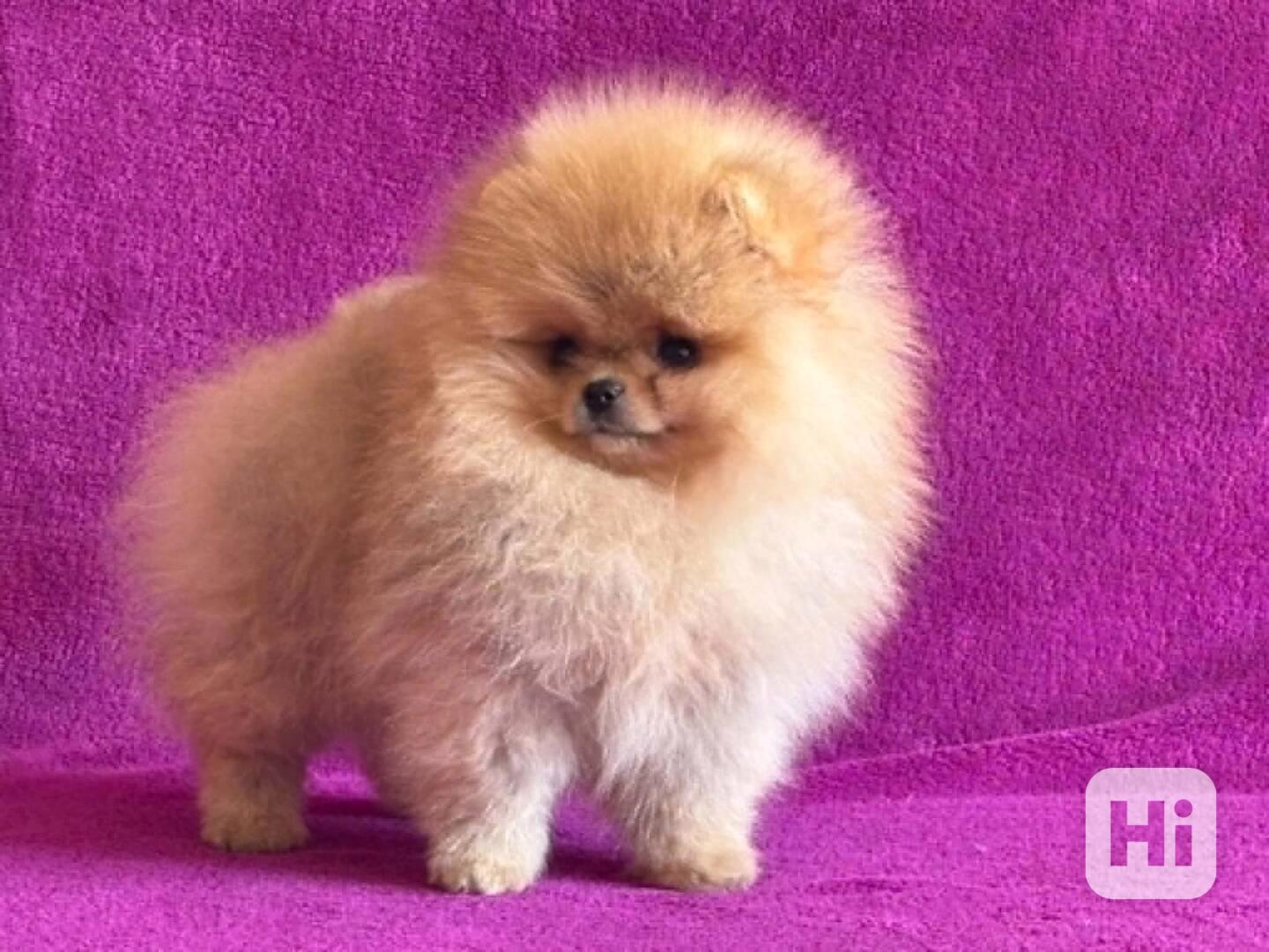 Pomeranian - foto 1