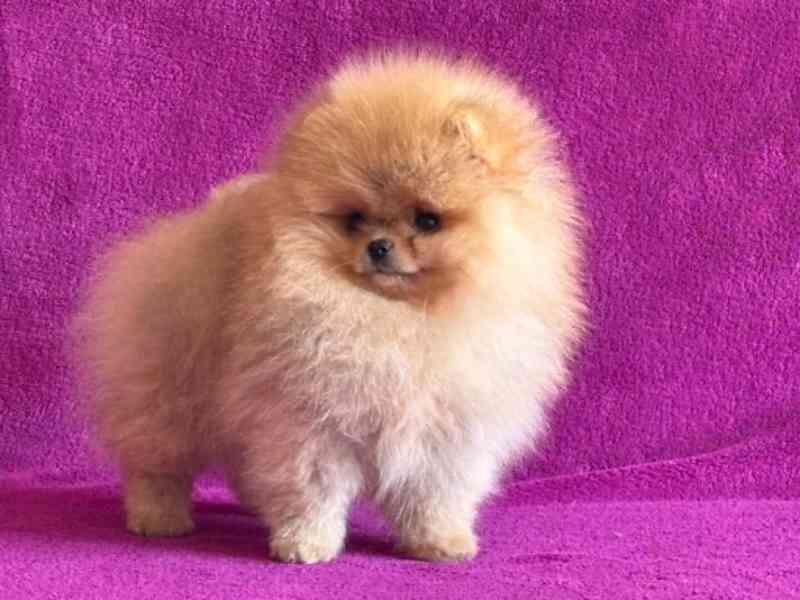 Pomeranian - foto 1