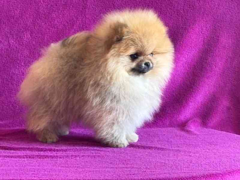 Pomeranian - foto 2