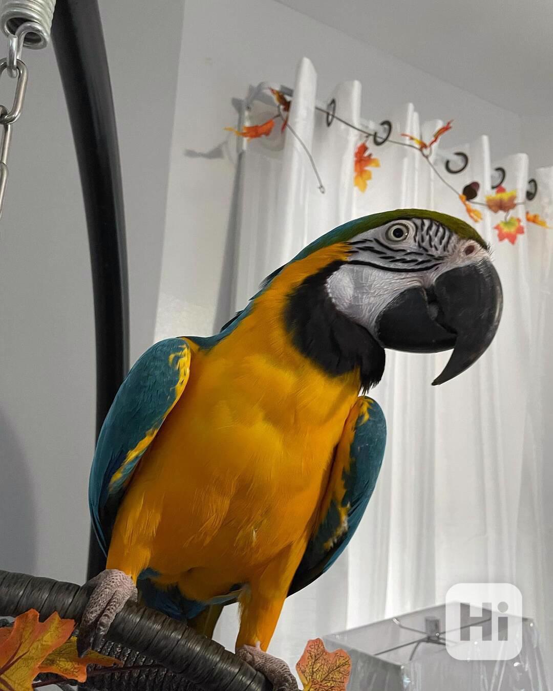 Skvělí ❤️Papoušci arové  - foto 1