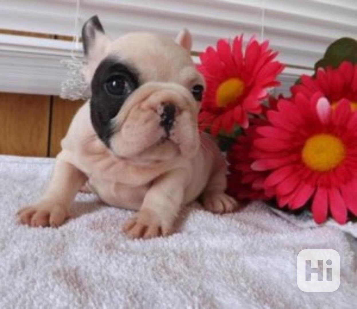 Přítulná štěňata anglického buldoka - foto 1