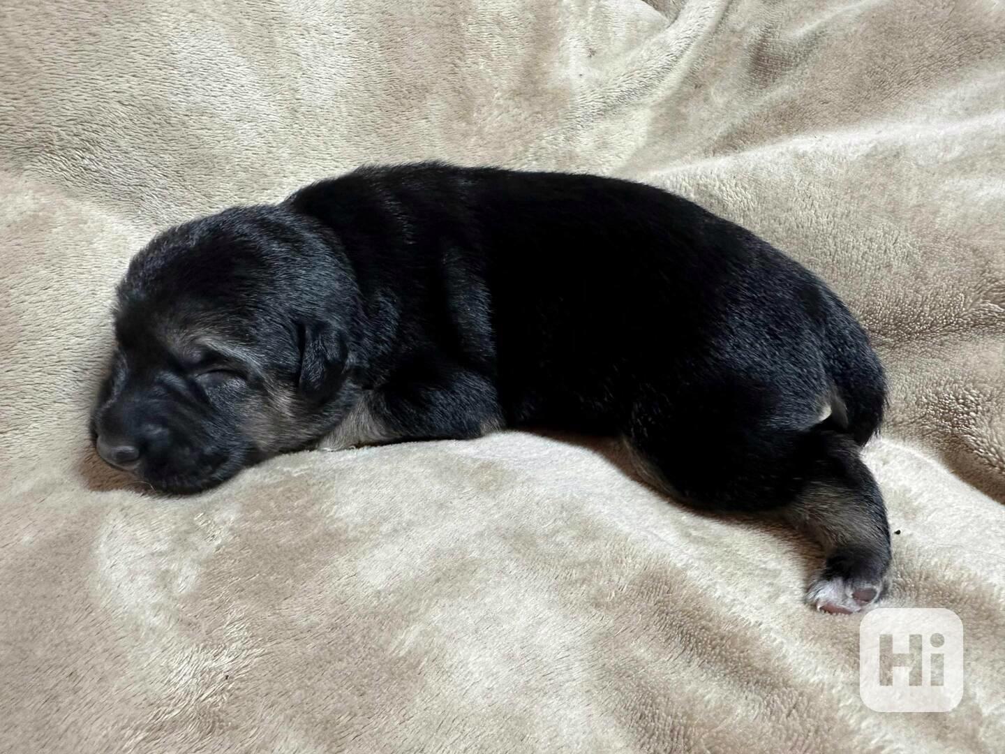 Peruánský naháč - osrstěný pejsek s PP - foto 1