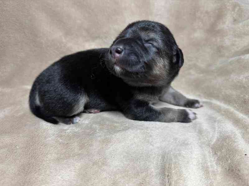 Peruánský naháč - osrstěný pejsek s PP - foto 2