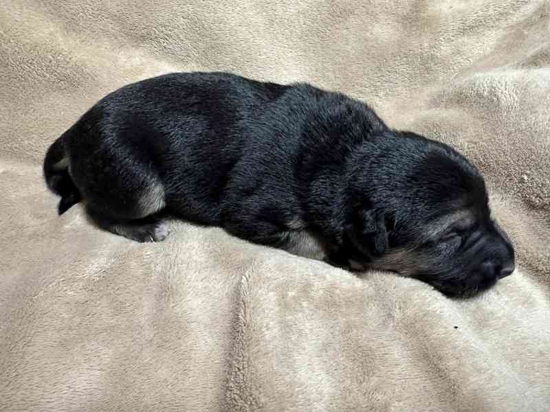 Peruánský naháč - osrstěný pejsek s PP - foto 3