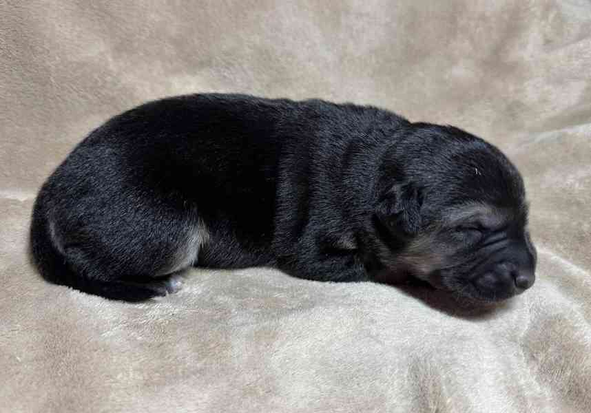 Peruánský naháč - osrstěný pejsek s PP - foto 4