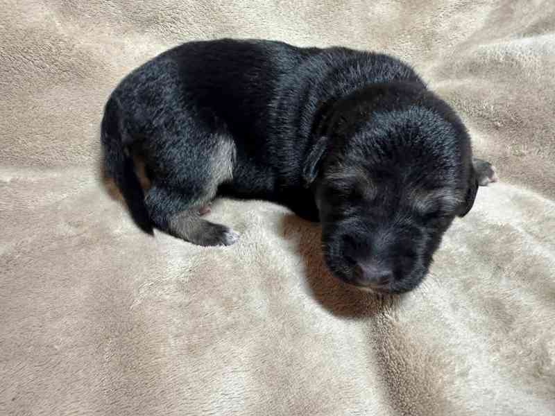 Peruánský naháč - osrstěný pejsek s PP - foto 5