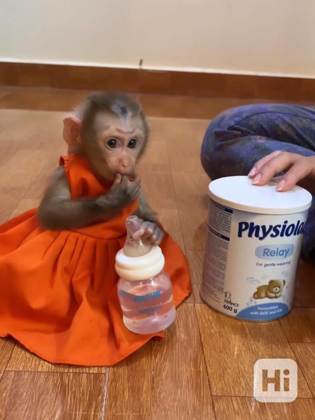 🤎 Přátelská kapucínská opice na prodej - foto 1