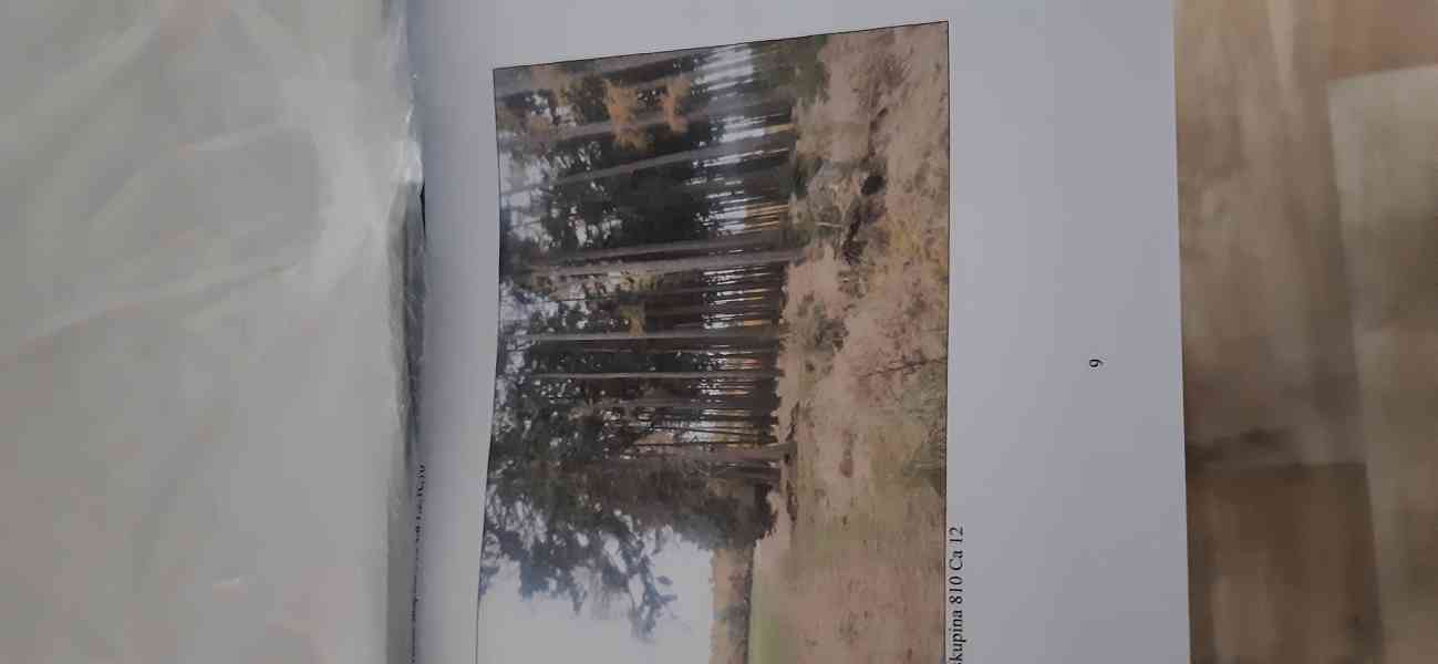 prodej lesa - foto 2
