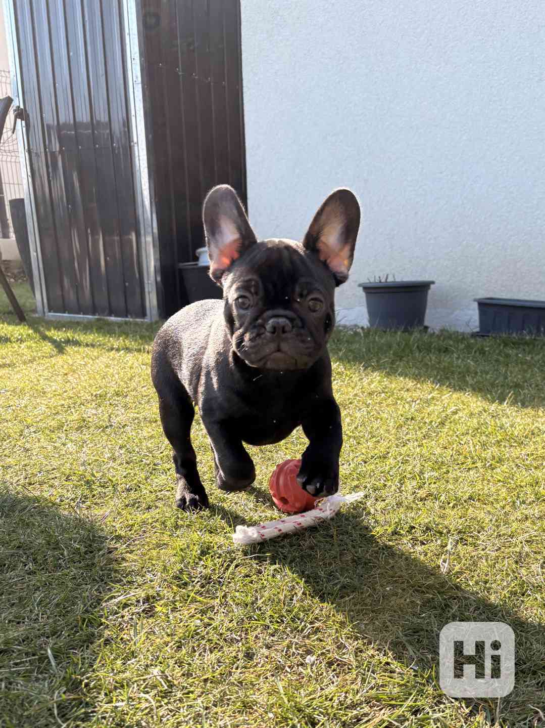 Francouzský buldoček štěňata s PP - foto 1