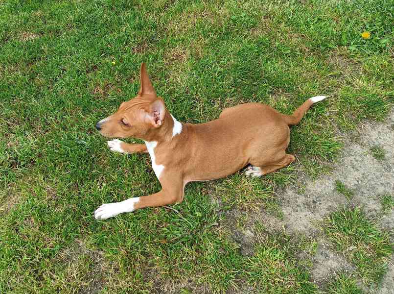 Basenji - prodám štěňata bez pp - foto 3