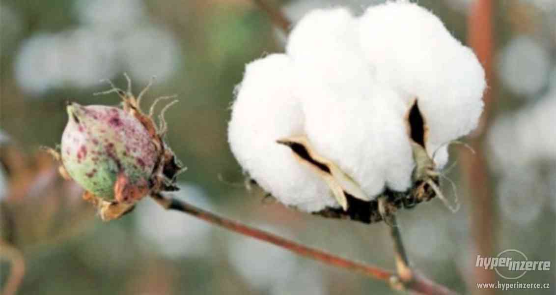 Bavlník ( Gossypium ) - semena 10 ks - foto 1