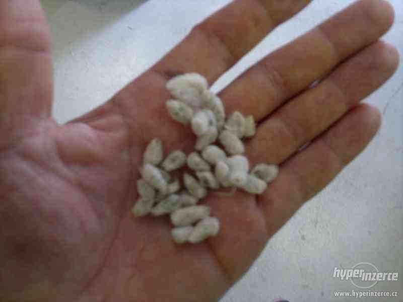 Bavlník ( Gossypium ) - semena 10 ks - foto 8