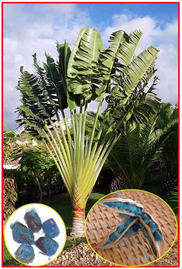 RAVENALA MADAGASCARIENSIS - PALMA POUTNÍKŮ - SEMENA - foto 1