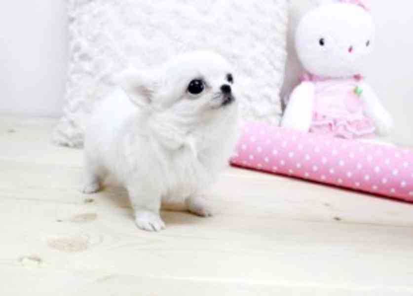 Chihuahua Puppy 