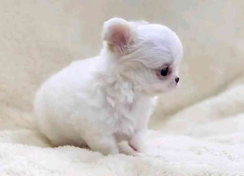 Chihuahua Puppy  - foto 3