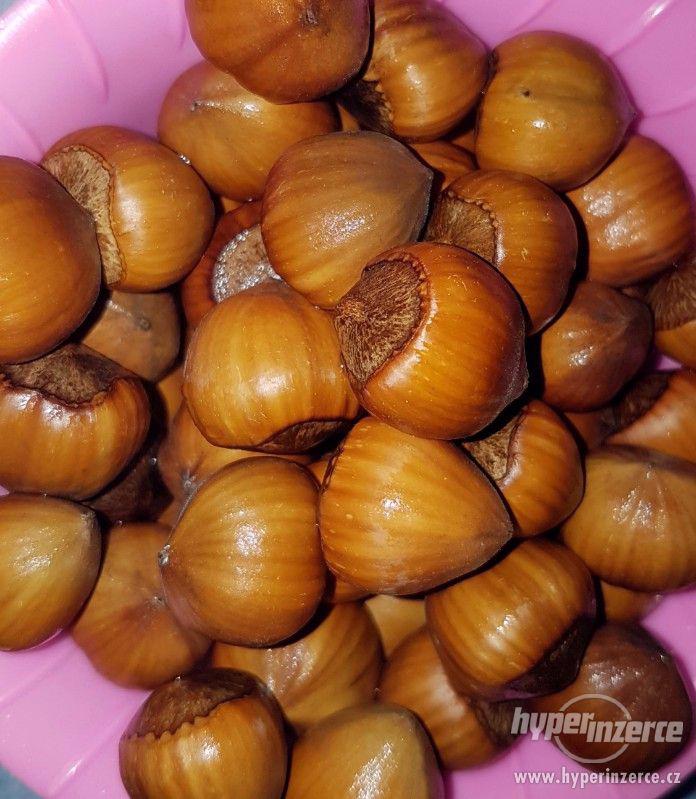 Lískové ořechy - foto 1