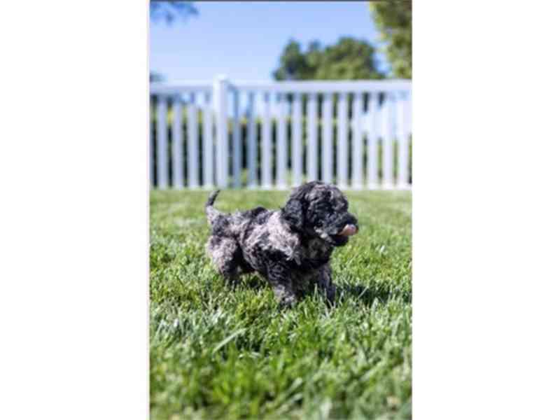 Burnedoodle Puppies Ready 