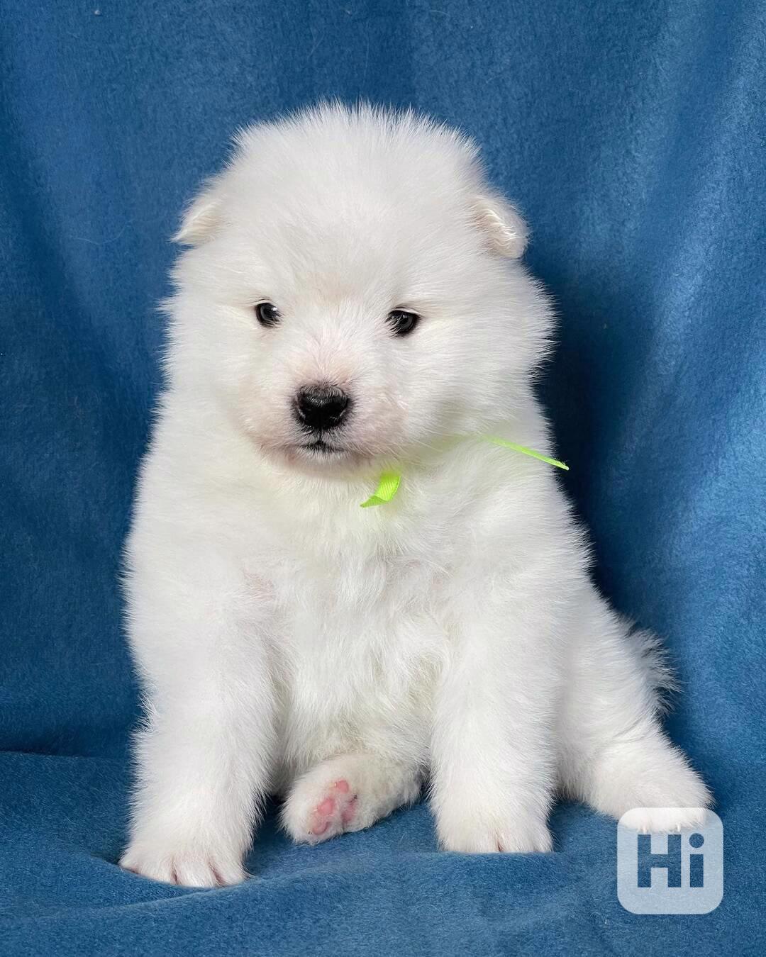 Perfektní štěňata samojeda, samec a samice. - foto 1